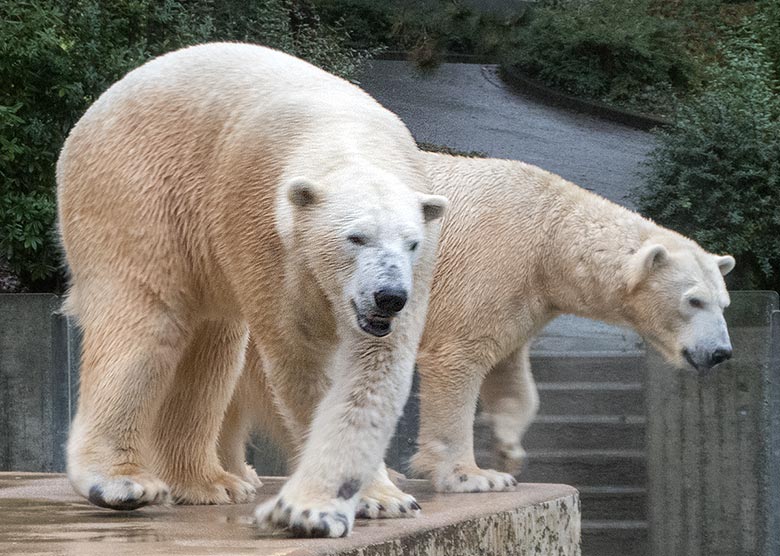 Eisbär LUKA und Eisbärin ANORI am 27. Januar 2019 im Grünen Zoo Wuppertal