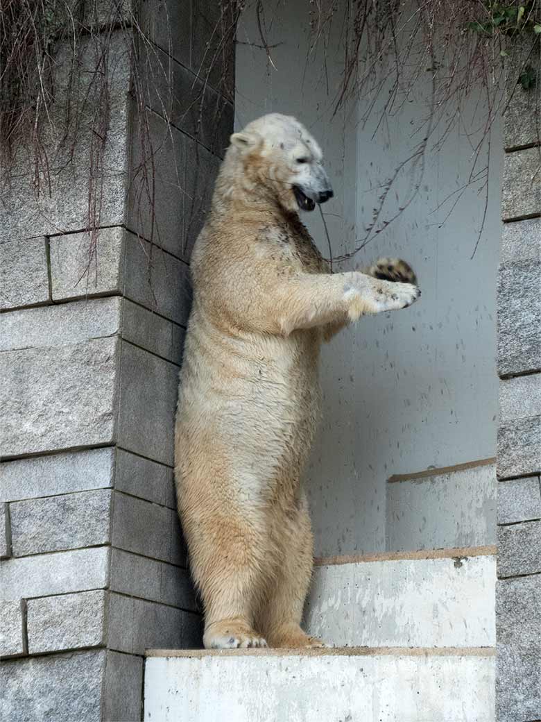 Eisbärin ANORI am 23. Februar 2019 auf der Außenanlage im Zoo Wuppertal