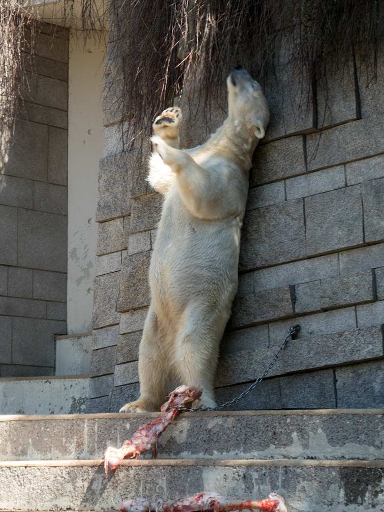 Eisbär ANORI am 19. April 2019 auf der großen Außenanlage im Grünen Zoo Wuppertal