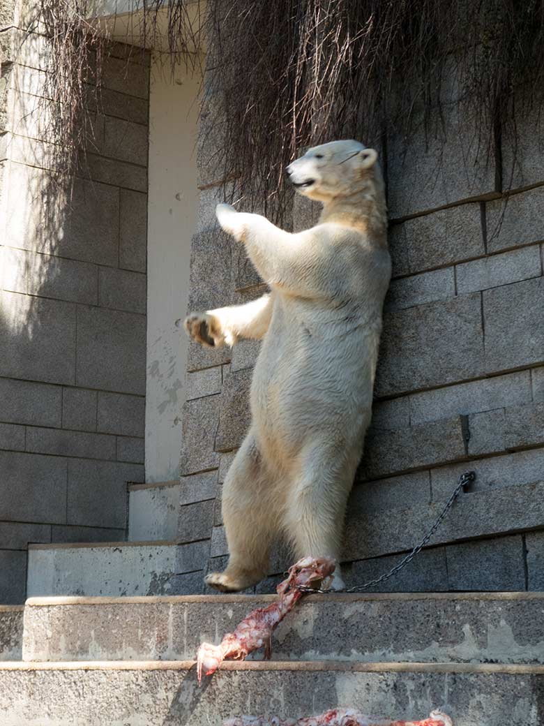 Eisbär ANORI am 19. April 2019 auf der großen Außenanlage im Wuppertaler Zoo