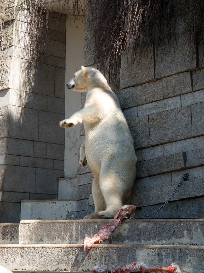 Eisbär ANORI am 19. April 2019 auf der großen Außenanlage im Zoologischen Garten Wuppertal