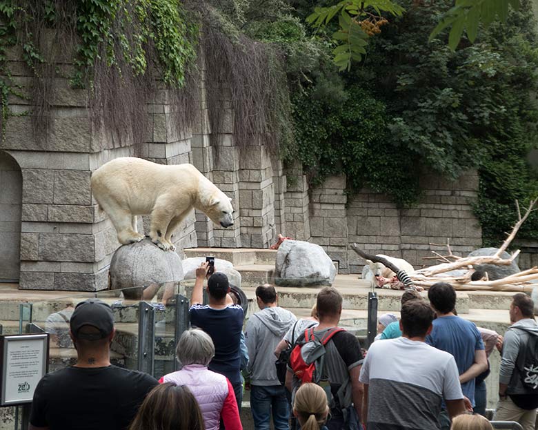 Eisbär LUKA und Eisbärin ANORI am 7. Juli 2019 auf der großen Außenanlage im Grünen Zoo Wuppertal