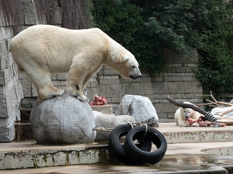Eisbär LUKA und Eisbärin ANORI am 7. Juli 2019 auf der großen Außenanlage im Wuppertaler Zoo