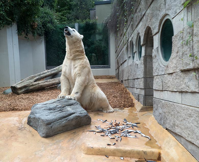 Eisbär LUKA am 10. August 2019 auf der kleinen Außenanlage im Zoologischen Garten Wuppertal