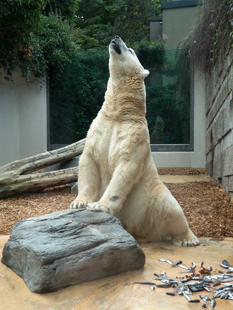 Eisbär LUKA am 10. August 2019 auf der kleinen Außenanlage im Grünen Zoo Wuppertal