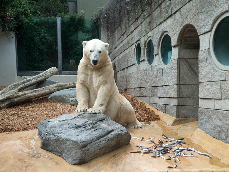 Eisbär LUKA am 10. August 2019 auf der kleinen Außenanlage im Zoo Wuppertal
