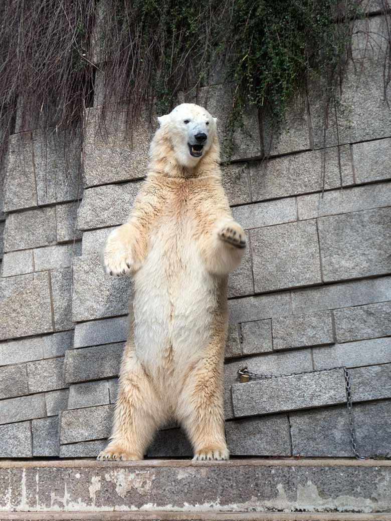 Eisbärin ANORI am 1. September 2019 auf der großen Außenanlage im Wuppertaler Zoo