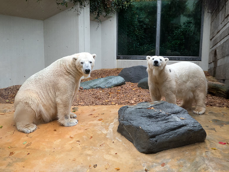 Eisbär LUKA und Eisbärin ANORI am 18. Oktober 2019 auf der sogenannten Mutter-Kind-Anlage im Grünen Zoo Wuppertal
