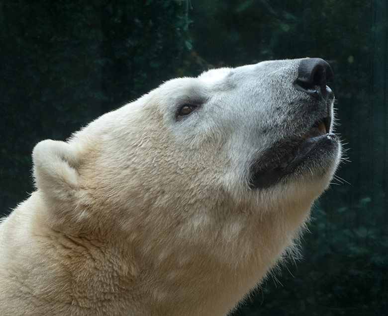 Eisbär LUKA am 20. November 2019 auf der kleinen Außenanlage im Wuppertaler Zoo