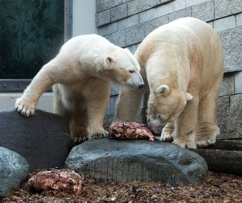 Eisbärin ANORI und Eisbär LUKA am 20. November 2019 auf der kleinen Außenanlage im Zoologischen Garten Wuppertal