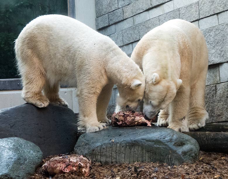 Eisbärin ANORI und Eisbär LUKA am 20. November 2019 auf der kleinen Außenanlage im Zoo Wuppertal
