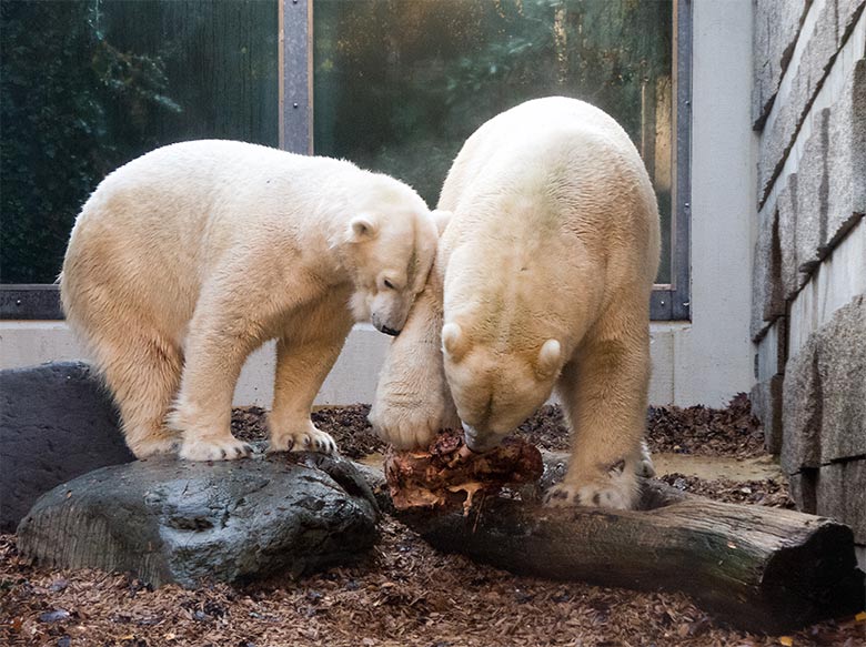 Eisbärin ANORI und Eisbär LUKA am 20. November 2019 auf der kleinen Außenanlage im Grünen Zoo Wuppertal