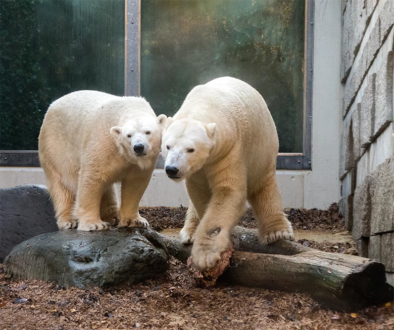 Eisbärin ANORI und Eisbär LUKA am 20. November 2019 auf der kleinen Außenanlage im Wuppertaler Zoo