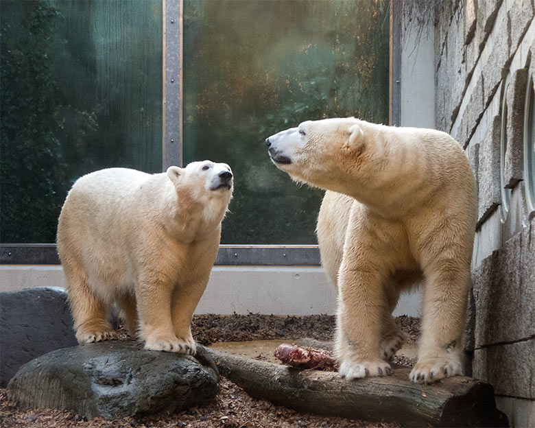 Eisbärin ANORI und Eisbär LUKA am 20. November 2019 auf der kleinen Außenanlage im Zoologischen Garten der Stadt Wuppertal
