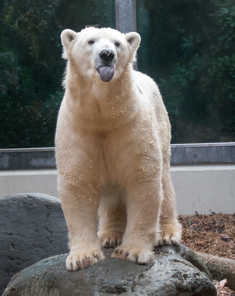Eisbärin ANORI am 20. November 2019 auf der kleinen Außenanlage im Zoo Wuppertal