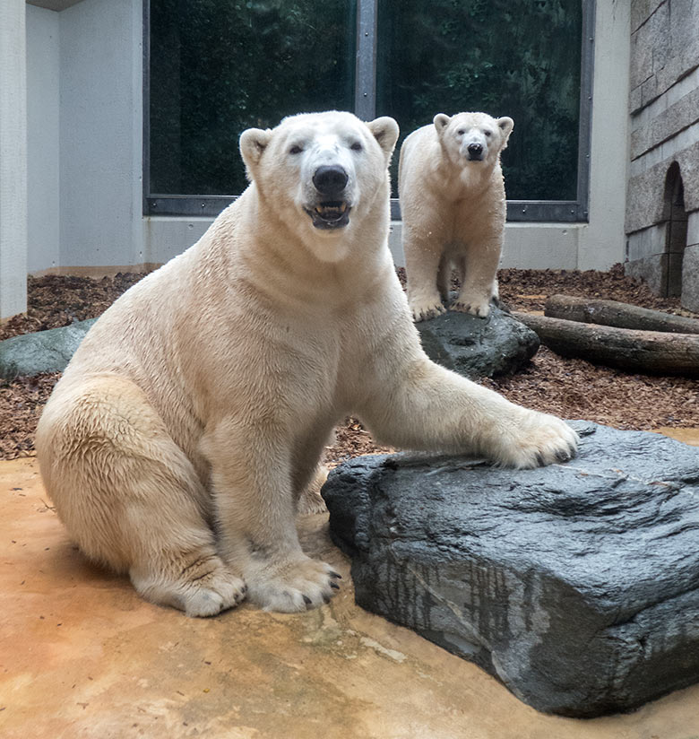 Eisbär LUKA und Eisbärin ANORI am 20. November 2019 auf der kleinen Außenanlage im Grünen Zoo Wuppertal