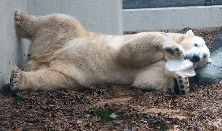Eisbär LUKA am 2. Dezember 2019 auf der kleinen Außenanlage im Zoo Wuppertal