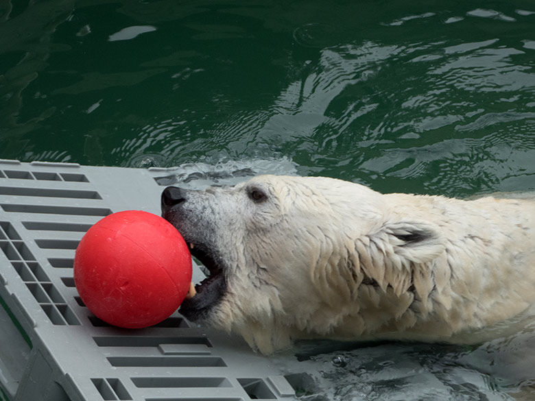 Eisbärin ANORI mit rotem Ball am 1. Februar 2020 im Wasser der Eisbär-Anlage im Wuppertaler Zoo