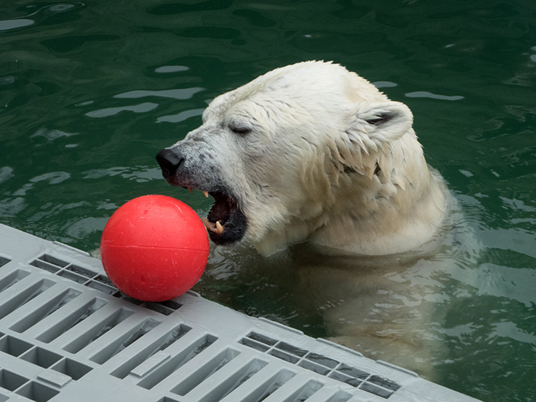 Eisbärin ANORI mit rotem Ball am 1. Februar 2020 im Wasser der Eisbär-Anlage im Grünen Zoo Wuppertal