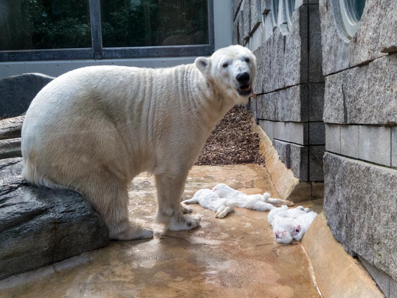 Eisbärin ANORI mit weißen Futtertieren am 25. Februar 2020 auf der kleinen Außenanlage im Zoologischen Garten Wuppertal