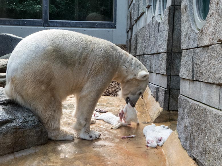 Eisbärin ANORI mit weißen Futtertieren am 25. Februar 2020 auf der kleinen Außenanlage im Grünen Zoo Wuppertal