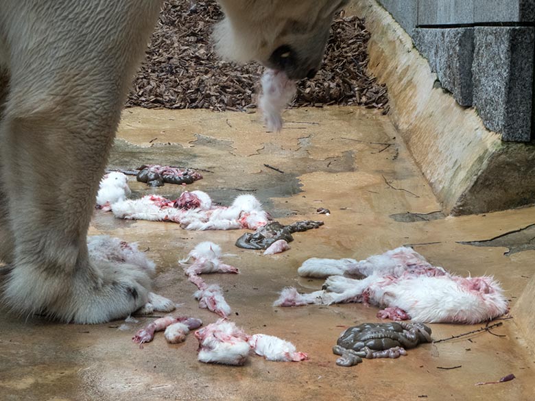 Eisbärin ANORI mit Resten von weißen Futtertieren am 25. Februar 2020 auf der kleinen Außenanlage im Zoo Wuppertal