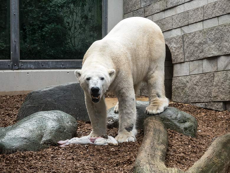 Eisbär LUKA mit weißem Futtertier am 25. Februar 2020 auf der kleinen Außenanlage im Zoologischen Garten der Stadt Wuppertal