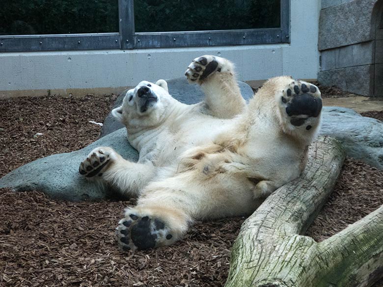 Eisbär LUKA am 25. Februar 2020 auf der kleinen Außenanlage im Wuppertaler Zoo
