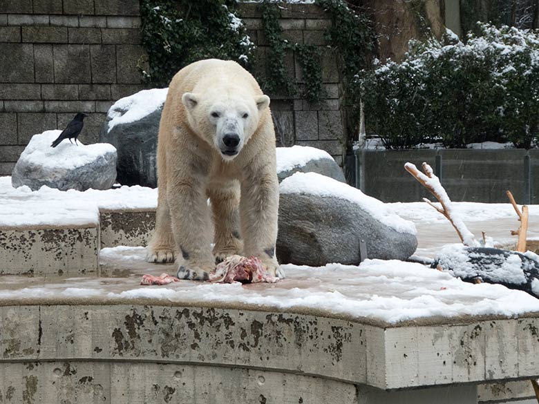 Eisbär LUKA am 26. Februar 2020 auf der Außenanlage im Zoologischen Garten Wuppertal