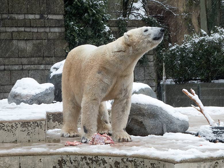 Eisbär LUKA am 26. Februar 2020 auf der Außenanlage im Zoo Wuppertal