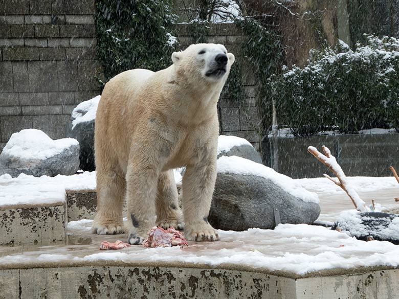 Eisbär LUKA am 26. Februar 2020 auf der Außenanlage im Wuppertaler Zoo