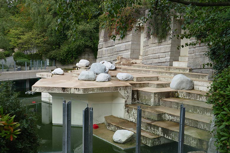 Eisbärin ANORI am 8. September 2020 auf der Außenanlage im Wuppertaler Zoo