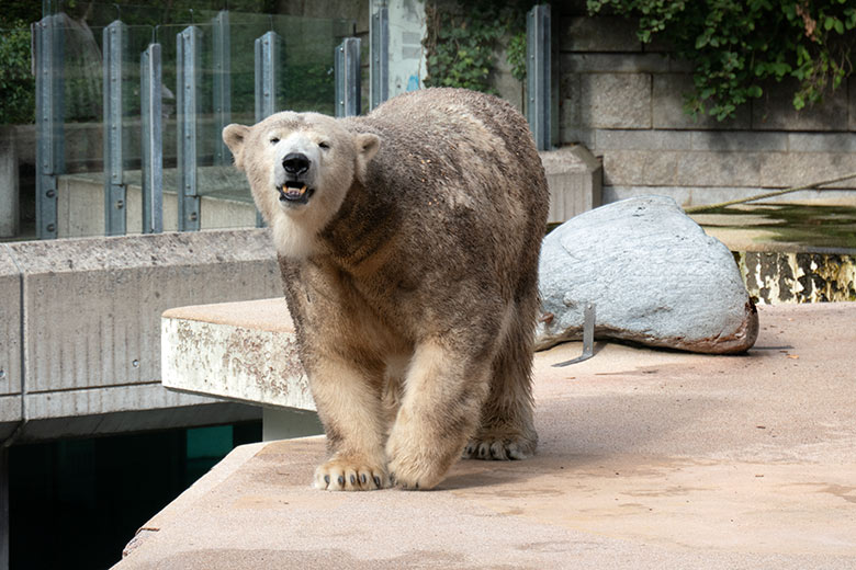 Eisbärin ANORI am 9. September 2020 auf der Außenanlage im Grünen Zoo Wuppertal