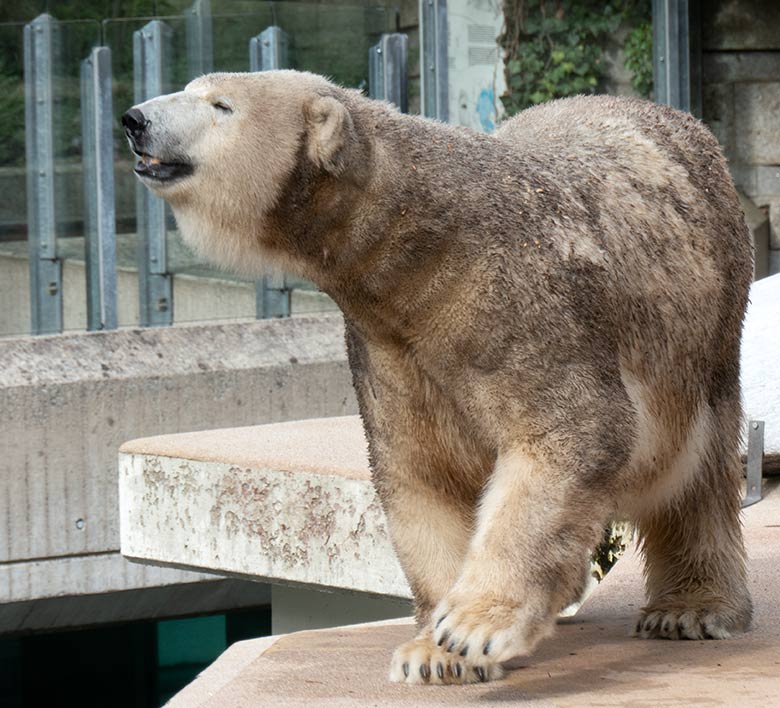 Eisbärin ANORI am 9. September 2020 auf der Außenanlage im Grünen Zoo Wuppertal