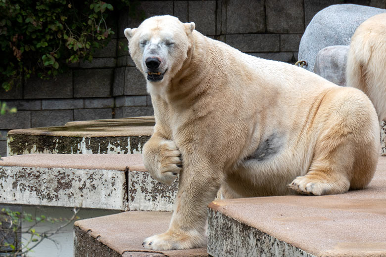 Eisbär Luka am 27. September 2020 auf der Außenanlage im Zoologischen Garten Wuppertal