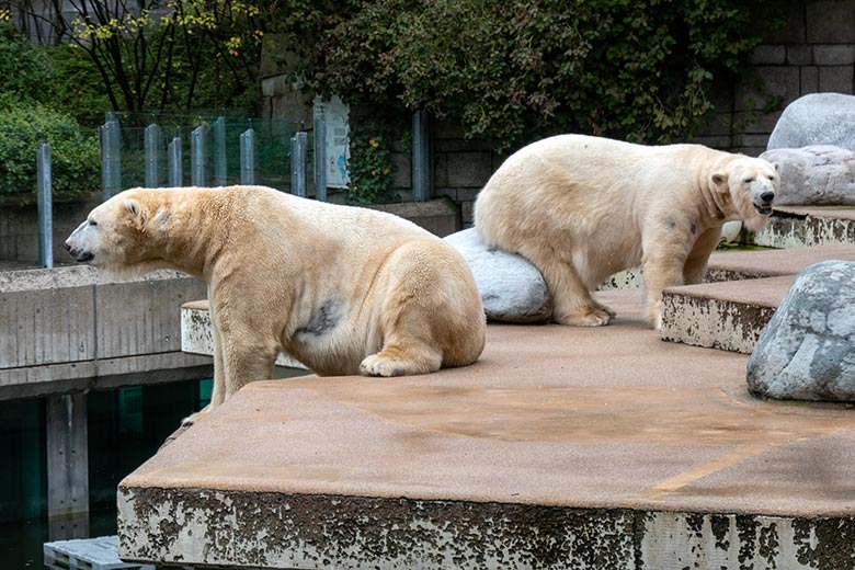 Eisbär Luka und Eisbärin Anori am 27. September 2020 auf der Außenanlage im Grünen Zoo Wuppertal