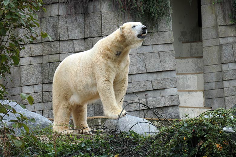 Eisbär LUKA am 4. Oktober 2020 auf der Außenanlage im Grünen Zoo Wuppertal