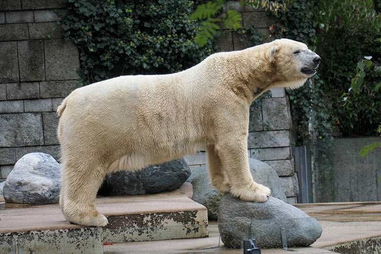 Eisbär LUKA am 4. Oktober 2020 auf der Außenanlage im Zoologischen Garten Wuppertal