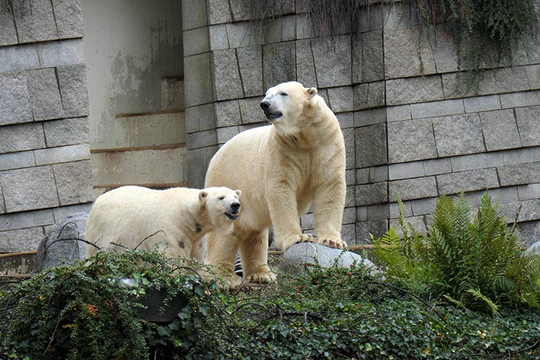 Eisbärin ANORI und Eisbär LUKA am 4. Oktober 2020 auf der Außenanlage im Zoo Wuppertal