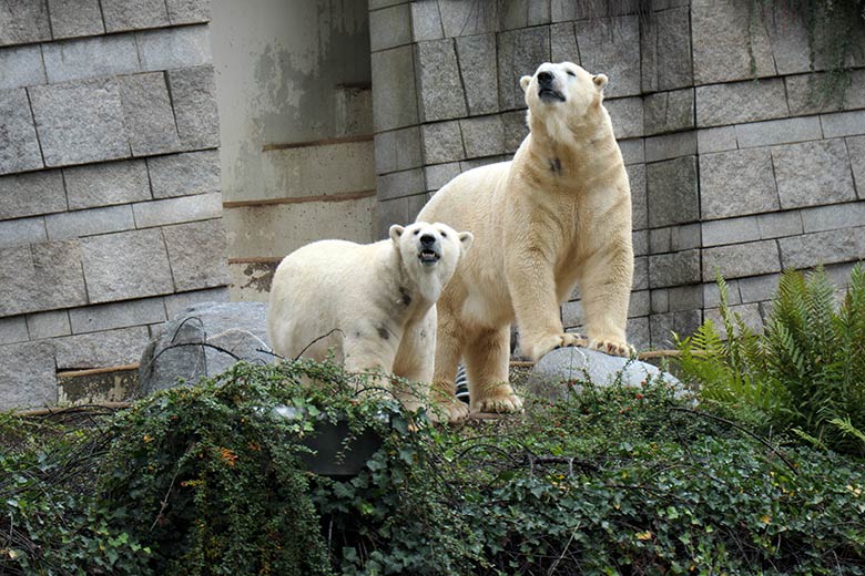 Eisbärin ANORI und Eisbär LUKA am 4. Oktober 2020 auf der Außenanlage im Grünen Zoo Wuppertal