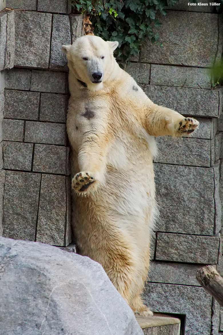 Eisbärin ANORI am 11. Oktober 2020 auf der großen Außenanlage für Eisbären im Zoo Wuppertal (Foto Klaus Tüller)