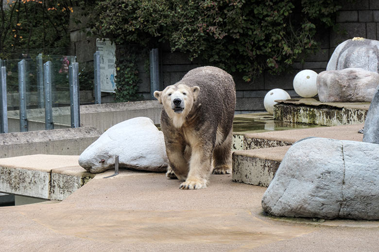 Braungefärbte Eisbärin ANORI am 17. Oktober 2020 auf der großen Außenanlage im Grünen Zoo Wuppertal
