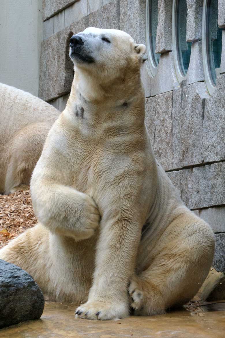Eisbär LUKA am 24. Oktober 2020 auf der kleinen Außenanlage im Grünen Zoo Wuppertal