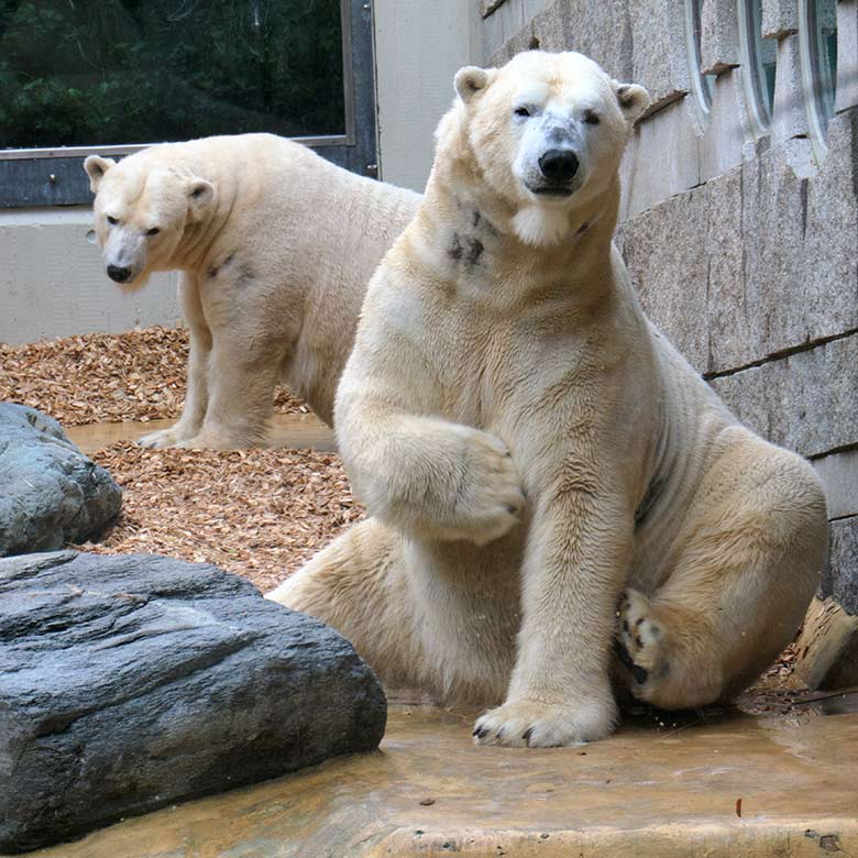 Eisbär LUKA und Eisbärin ANORI am 24. Oktober 2020 auf der kleinen Außenanlage im Zoologischen Garten Wuppertal