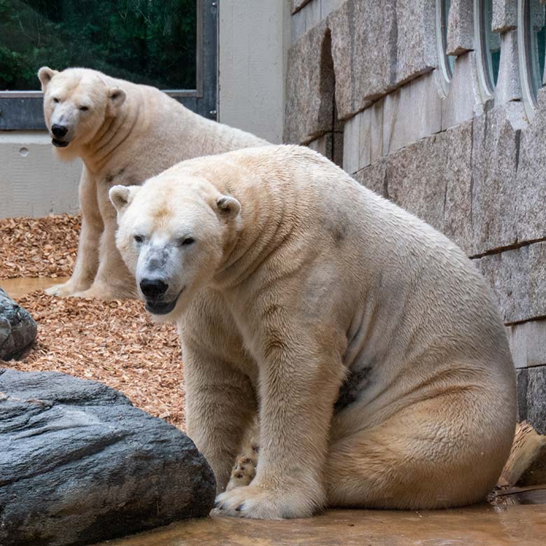 Eisbär LUKA und Eisbärin ANORI am 24. Oktober 2020 auf der kleinen Außenanlage im Grünen Zoo Wuppertal