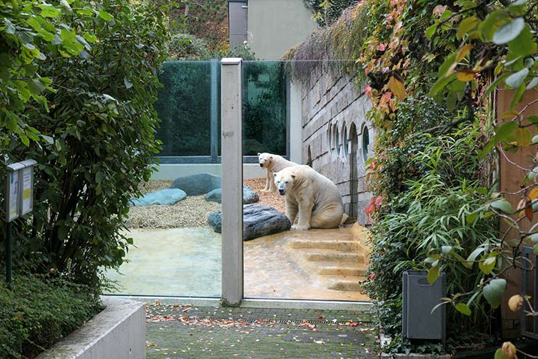 Eisbär LUKA und Eisbärin ANORI am 24. Oktober 2020 auf der kleinen Außenanlage im Wuppertaler Zoo
