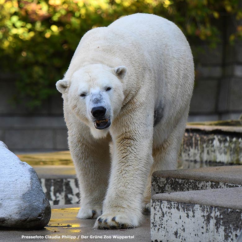 Eisbär LUKA auf der größeren Außenanlage im Grünen Zoo Wuppertal (Pressefoto Claudia Philipp - Der Grüne Zoo Wuppertal)