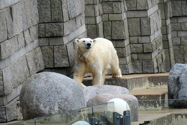 Eisbär-Prinzessin ANORI am 8. März 2021 auf der großen Außenanlage im Grünen Zoo Wuppertal