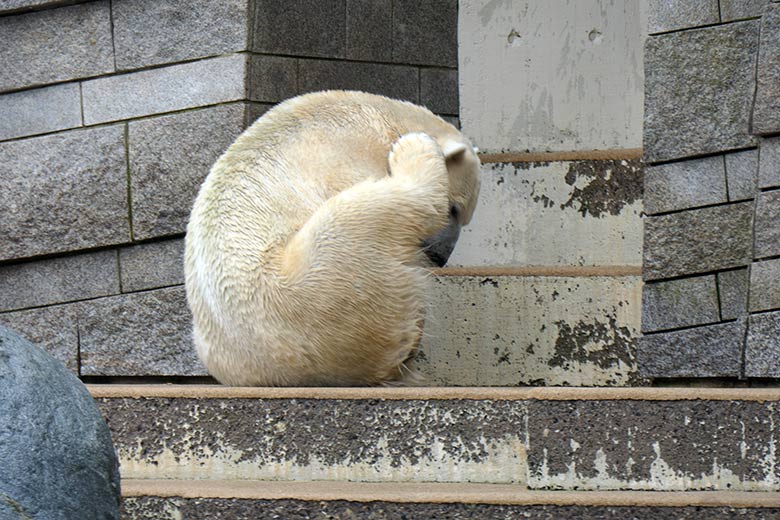 Eisbär-Prinzessin ANORI am 8. März 2021 auf der großen Außenanlage im Zoologischen Garten der Stadt Wuppertal