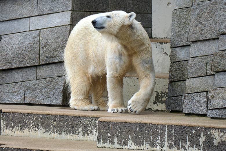 Eisbär-Prinzessin ANORI am 8. März 2021 auf der großen Außenanlage im Zoo Wuppertal